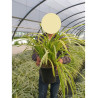 AGAPANTHUS SILVER MOON® (Agapanthe, fleur de l'amour)