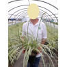 AGAPANTHUS SILVER MOON® (Agapanthe, fleur de l'amour)