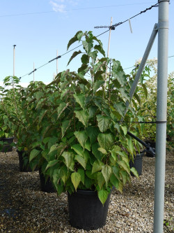 CLERODENDRUM trichotomum En pot de 25-30 litres buisson hauteur 125-150 cm