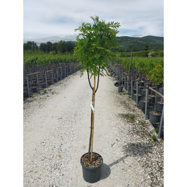 CORMIER ou SORBIER DOMESTIQUE (Sorbus domestica) En pot de 10-12 litres forme tige hauteur du tronc 090-110 cm