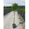 CORMIER ou SORBIER DOMESTIQUE (Sorbus domestica) En pot de 10-12 litres forme tige hauteur du tronc 090-110 cm