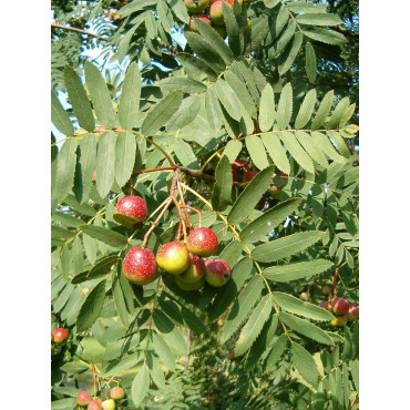 CORMIER ou SORBIER DOMESTIQUE (Sorbus domestica)