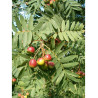 CORMIER ou SORBIER DOMESTIQUE (Sorbus domestica)