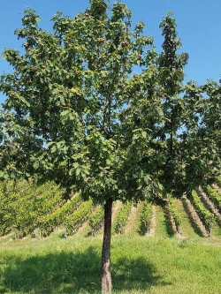 CORMIER ou SORBIER DOMESTIQUE