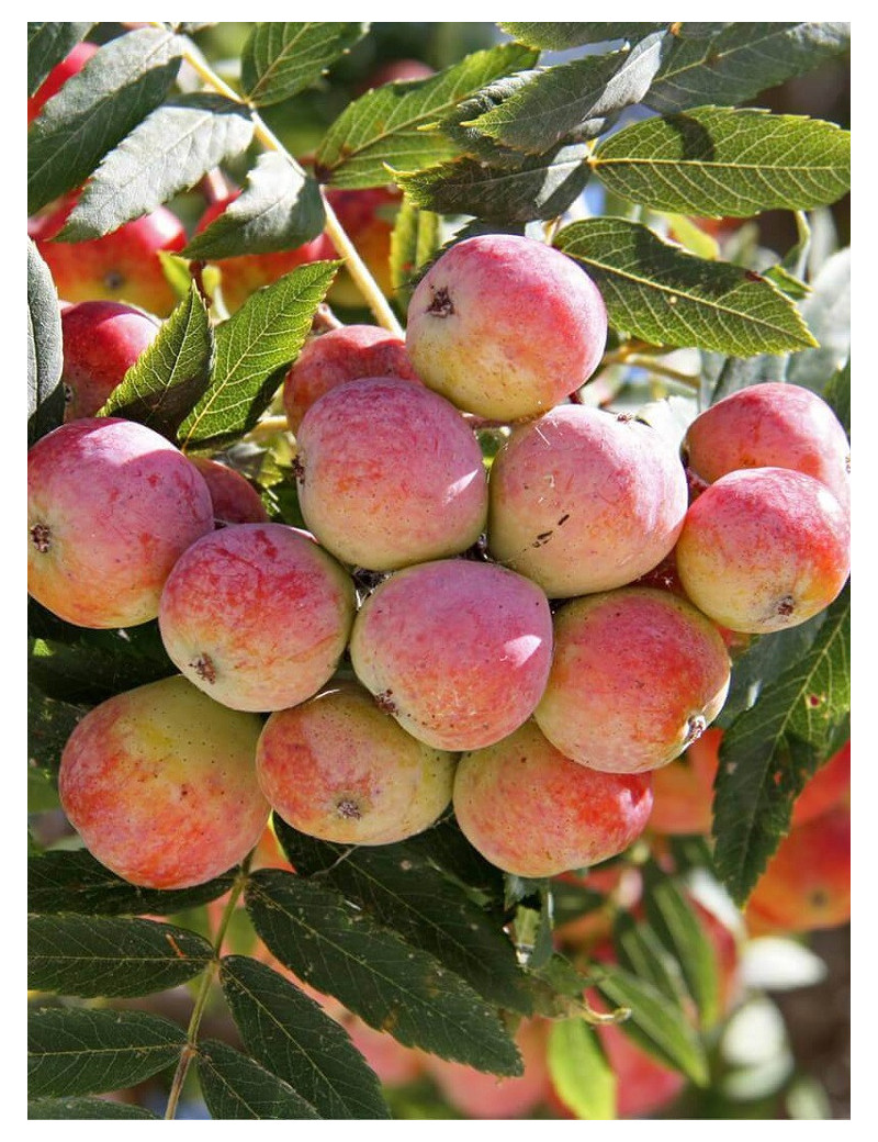 CORMIER ou SORBIER DOMESTIQUE (Sorbus domestica)