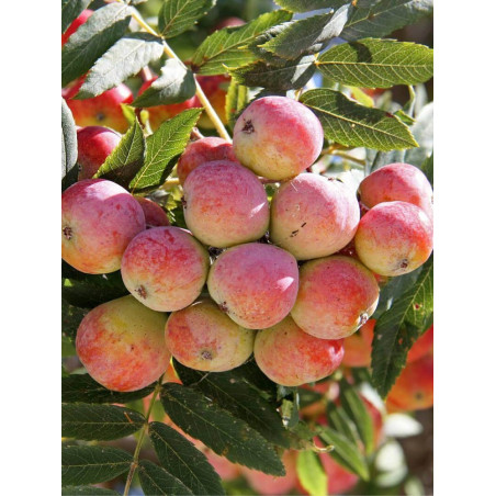 CORMIER ou SORBIER DOMESTIQUE (Sorbus domestica)