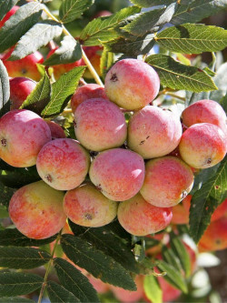 CORMIER ou SORBIER DOMESTIQUE