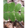 CORMIER ou SORBIER DOMESTIQUE (Sorbus domestica)