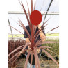 CORDYLINE australis RED STAR (Cordyline) En pot de 4-5 litres