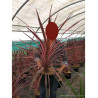 CORDYLINE SOUTHERN SPLENDOUR (Cordyline) En pot de 10-12 litres