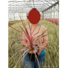 CORDYLINE SOUTHERN SPLENDOUR (Cordyline) En pot de 4-5 litres