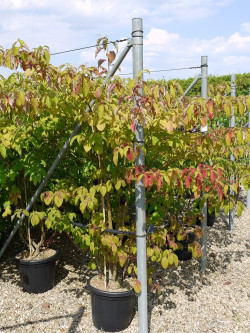 CORNUS controversa En pot de 25-30 litres buisson hauteur 150-175 cm