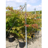 CORNUS controversa (Cornouiller des pagodes) Enpot de 25-30 litres forme buisson