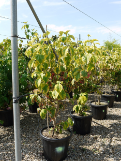 CORNUS florida RAINBOW En pot de 15-20 litres buisson hauteur 100-125 cm