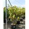 CORNUS florida RAINBOW (Cornouiller de Floride Rainbow) En pot de 20 litres