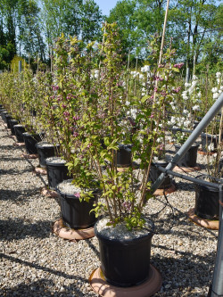 DEUTZIA hybrida PERLE ROSE En pot de 15-20 litres buisson hauteur 100-125 cm