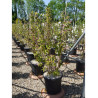 DEUTZIA hybrida PERLE ROSE (Deutzia) En pot de 15-20 litres forme buisson