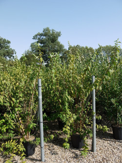 DEUTZIA magnifica En pot de 15-20 litres buisson hauteur 125-150 cm