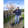 EXOCHORDA macrantha THE BRIDE (Arbuste aux perles) En pot de 10-12 litres forme tige hauteru du tronc 90-110 cm