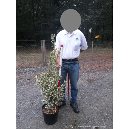 EUONYMUS japonicus BRAVO (Fusain du Japon)