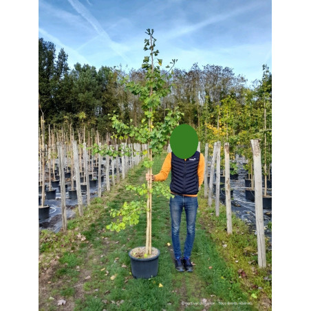 GINKGO biloba (Arbre aux quarante écus)