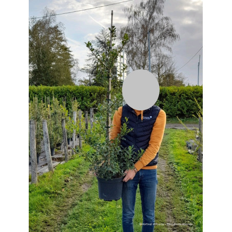 ILEX aquifolium ALASKA (Houx commun Alaska)