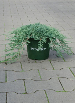 JUNIPERUS horizontalis ICEE BLUE En pot de 4-5 litres