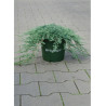 JUNIPERUS horizontalis ICEE BLUE® (Genévrier rampant Icee blue) En pot de 4-5 litres