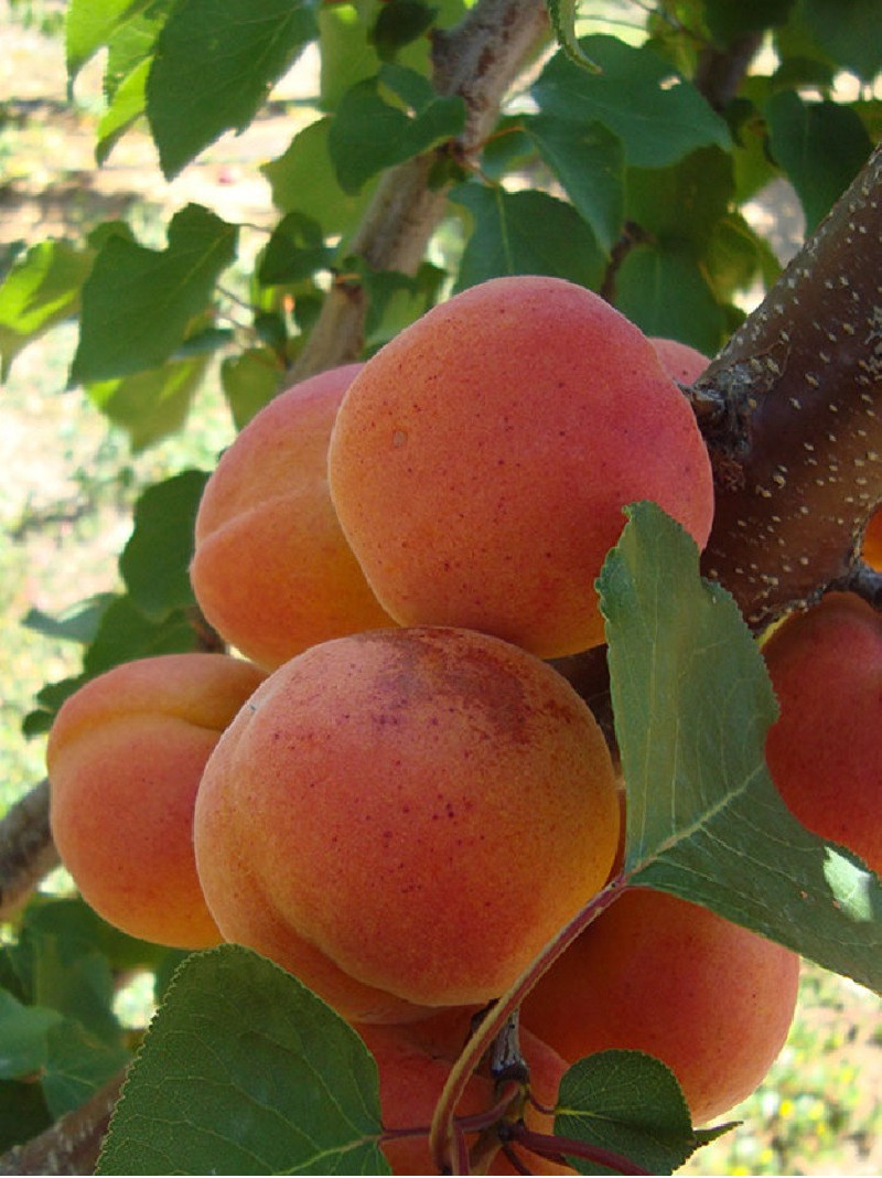 ABRICOTIER TARDIF DE TAIN