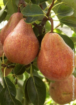 POIRIER WILLIAMS ROUGE