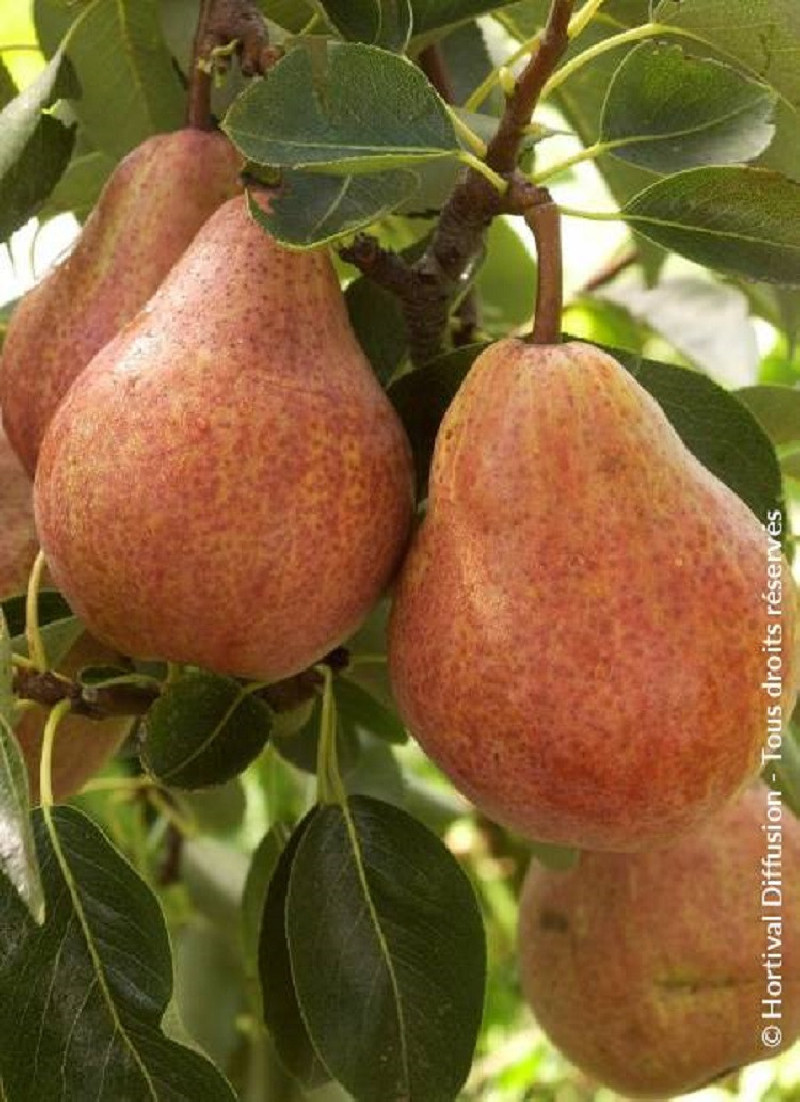 POIRIER WILLIAMS ROUGE