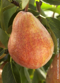 POIRIER WILLIAMS ROUGE