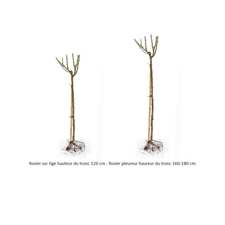 ROSIER TIGE OPALIA® (Rosier tige)