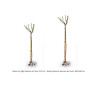 ROSIER TIGE OPALIA® (Rosier tige)