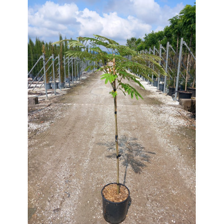 ALBIZIA julibrissin OMBRELLA (Arbre de soie ou Acacia de Constantinople)