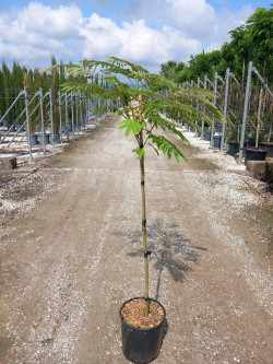 arbre-a-soie-ombrella-albizia-julibrissin-ombrella-7.jpg