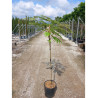 ALBIZIA julibrissin OMBRELLA En pot de 15-20 litres forme tige hauteur du tronc 090-110 cm