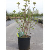 VIBURNUM lantana MOHICAN (Viorne lantane Mohican) En pot de 12-15 litres forme buisson hauteur 080-100 cm