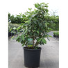 VIBURNUM lantana MOHICAN (Viorne lantane Mohican) En pot de 25-30 litres forme buisson hauteur 125-150 cm