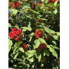 VIBURNUM lantana MOHICAN (Viorne lantane Mohican)