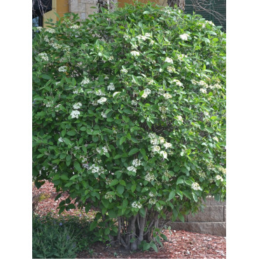 VIBURNUM lantana MOHICAN (Viorne lantane Mohican)