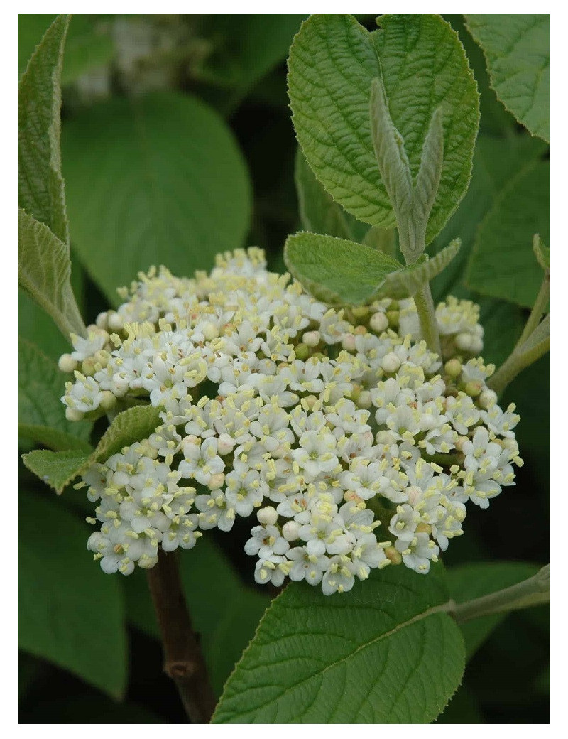 VIBURNUM lantana MOHICAN (Viorne lantane Mohican)