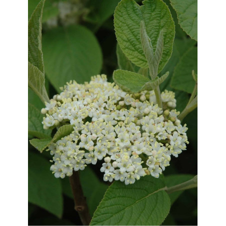 VIBURNUM lantana MOHICAN (Viorne lantane Mohican)