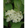 VIBURNUM lantana MOHICAN (Viorne lantane Mohican)