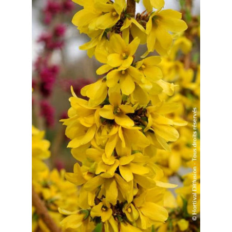 FORSYTHIA intermedia MIKADOR® (Forsythia Mikador®)