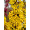 FORSYTHIA intermedia MIKADOR® (Forsythia Mikador®)