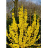 FORSYTHIA intermedia MIKADOR® (Forsythia Mikador®)