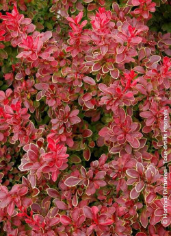 epine-vinette-de-thunberg-admiration-berberis-thunbergii-admiration-2.jpg