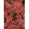 BERBERIS thunbergii ADMIRATION