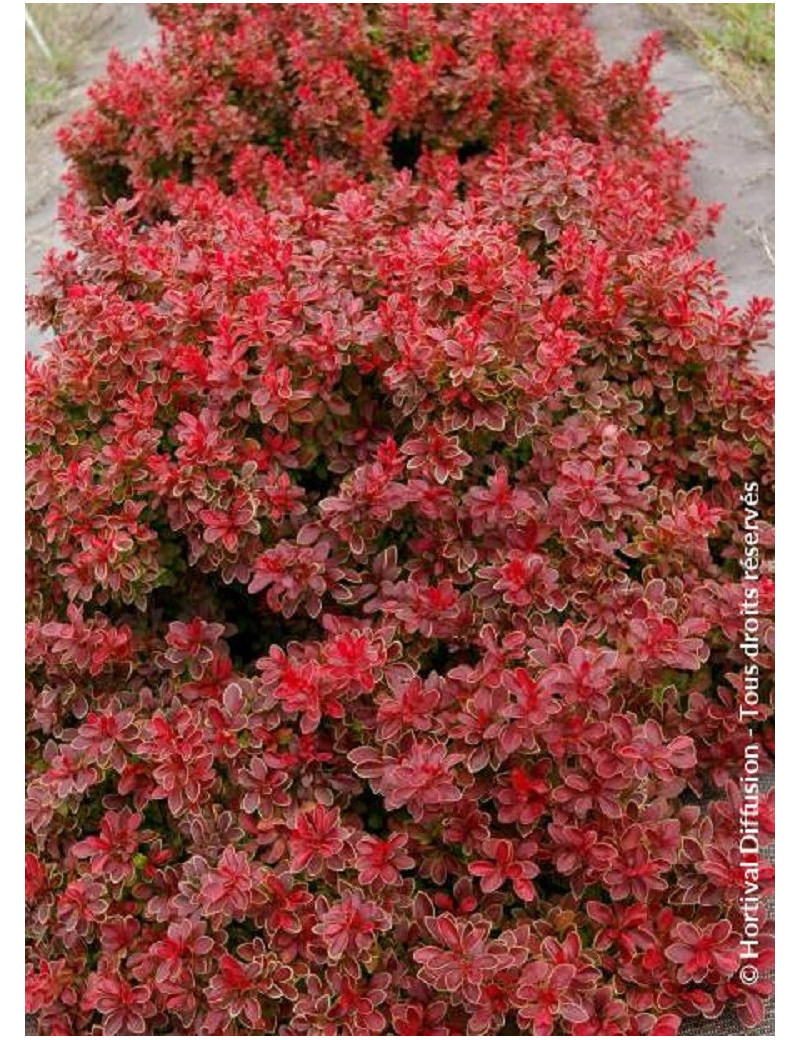 BERBERIS thunbergii ADMIRATION (Épine vinette)